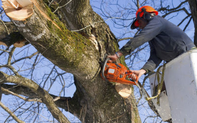 Tree Removal: Tips For Hiring a Good Company