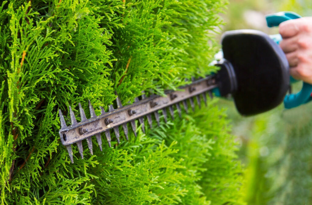 Choosing The Right Tree Trimmer