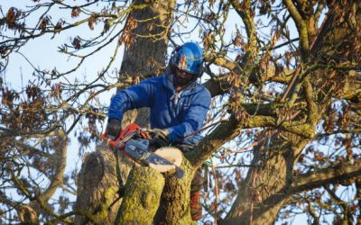 Hiring Professional Tree Trimming Services