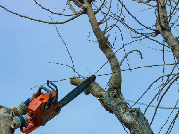 Signs It’s Time to Hire a Professional Tree Care Service